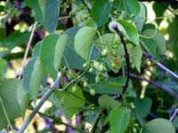 Image result for Adenia rumicifolia