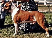 The short coat appears in a variety of colors, including black. American Staffordshire Terrier Wikipedia