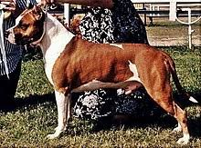 Non avrei potuto scegliere di migliore, persone affidabili precise pronte a rispondere a qualsiasi. American Staffordshire Terrier Wikipedia