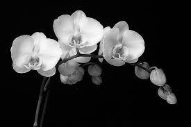 Black And White Orchid A Photo On Flickriver Orchid Tattoo Black And White Flowers White Orchids