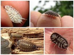 Bu yüzden bir daireye taşınırken veya daire satın alırken binanın durumunu ve evin konumunu iyi değerlendirmelisiniz. Banyoda Beyaz Tirtillar Banyodaki Bocekler Etkili Kontrol Ve Onleme Yontemleri