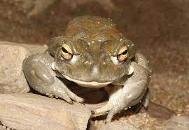 Maybe you would like to learn more about one of these? File Bufo Alvarius Front Jpg Wikimedia Commons