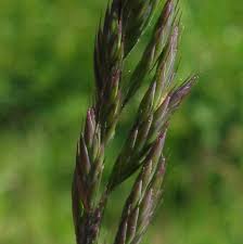 Image result for Festuca chodatiana