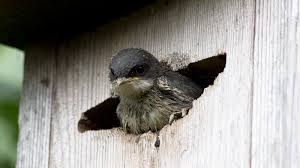 Check spelling or type a new query. Understand Bluebirds Tree Swallows Birdhousesupply Com