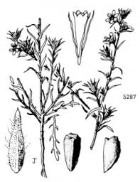 Image result for Centropodia