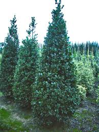 Castle Wall® Blue Holly | Plant Addicts
