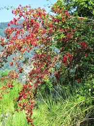 Marmellata al biancospino dalle bacche di biancospino si può ricavare una purea, una marmellata, dolce, buona, gustosa e dalle incredibili proprietà! Pin Su Fiori Spontanei