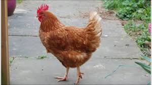 We did not find results for: Ayam Beranak Dan Bukan Bertelur Di Sri Lanka Bbc News Indonesia