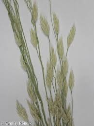 Image result for Eragrostis tef
