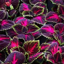 Image result for Coleus guerkei