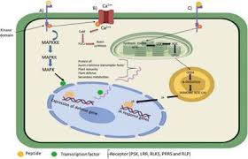 Maybe you would like to learn more about one of these? Strategies For Production Characterization And Application Of Protein Based Biostimulants In Agriculture A Review