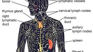 Image result for Thymus