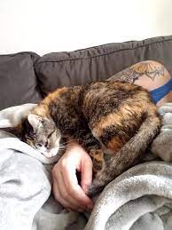 We did not find results for: Walked Into The Shelter And Asked Which Cat Had Been There The Longest Came Home With A Deaf Toothless Senior Lovebug Reddit Meet Cali Aww