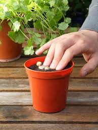 Ingwer Pflanzen Eine Moglichkeit Fur Endlose Ingwer Versorgung Zuhause Garten Gartenarbeit Zenideen Ingwer Pflanzen Ingwer Anpflanzen Pflanzen