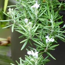 The 'a' and 'b' segments have 5 degrees of difference between them. Trailing Rosemary Plant Info Growing Creeping Rosemary Ground Cover