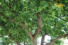 Wann der apfelbaum konkret blüht, hängt tatsächlich von seiner sorte ab. Apfelbaum Bluht Nicht 9 Ursachen Wann Bluhen Apfelbaume Selbstversorger De