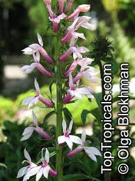 Image result for Lobelia lobata