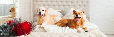 Log cabins in the heart of the blue ridge. Lodging Pet Friendly Resorts In Brainerd Minnesota Resorts