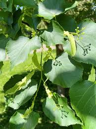 Very tidy and low maintenance, adaptable, makes an excellent lawn or street specimen, great by a pool or deck June And The Beautiful Linden Tree Prescription Landscape Inc