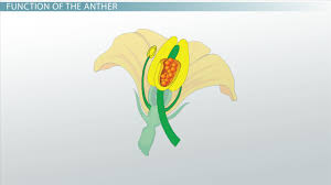 Most relevant best selling latest uploads. Anther Of A Flower Function Definition Video Lesson Transcript Study Com