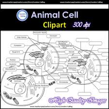 Animal cell clipart black and white. Animal Cell Clipart For Personal And Commercial Use Tpt