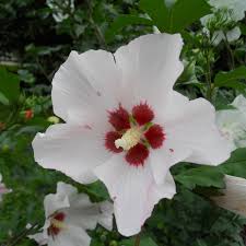 Image result for Hibiscus kirkii