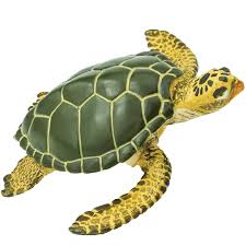 Image result for turtle