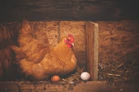 L'élevage familial est souvent synonyme de retour à la nature et d'écologie car les poules sont de véritables composteurs vivants qui. Conseils Pour Se Lancer Dans Un Elevage De Poule Recherche Entreprise