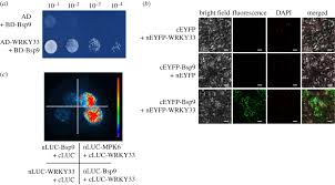 Informaition and decision · management chool. A Whitefly Effector Bsp9 Targets Host Immunity Regulator Wrky33 To Promote Performance Philosophical Transactions Of The Royal Society B Biological Sciences