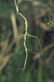 Image result for Apium leptophyllum