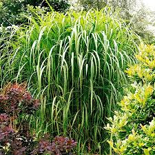 Riesenchinaschilf Miscanthus Floridulus Pflanzen Sichtschutz Wachst Schnell Auf 2 3m Hohe Ziergras Chinaschilf Terrasse Pflanzen