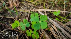 Image result for Marsilea minuta