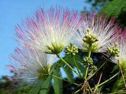 Image result for Albizia zimmermannii