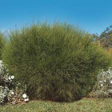 Image result for Casuarina
