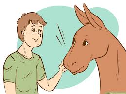Refers to person, place, thing, quality, etc. How To Ride A Donkey 11 Steps With Pictures Wikihow