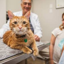 The doctors and staff extend a warm welcome to you and your pets. South San Diego Veterinary Hospital Home Facebook