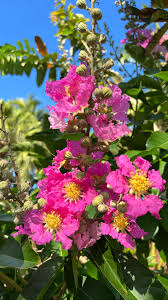 Image result for Buchnera speciosa