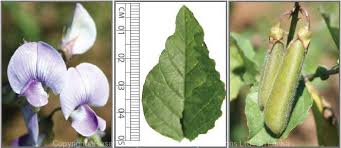 Image result for Crotalaria vasculosa