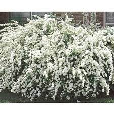 White Vanhoutte Spirea Flowering Shrub In Pot L3947 Lowes Com Backyard Garden Landscape Garden Shrubs Flowering Shrubs