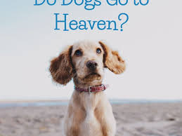 Loss of a pet is a incredibly heart breaking experience. Do Dogs Go To Heaven A Christian Perspective Pethelpful