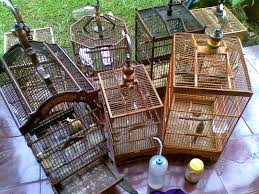 Jika kamu sedang mencari cara mengecat tembok yang benar untuk level pemula, yuk, intip tipsnya di sini! Cara Ternak Kenari 7 Langkah Ternak Kenari Bagi Pemula