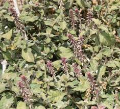 Image result for Achyropsis