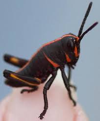 Eastern Lubber Grasshopper Romalea Microptera Weird Insects Bugs And Insects Spider Species