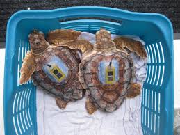 What size is a turtle? Turtle Power Hakai Magazine