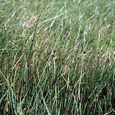 Image result for Schoenoplectus erectus