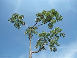 Image result for Cecropia pachystachya