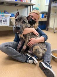 Ethan the dog is gaining weight and ready for the next step in his recovery  | Local News | wdrb.com