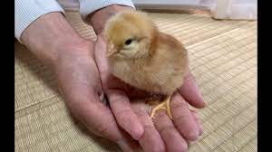 鶏と田舎暮らし① 岐阜県の後藤孵卵場さんにひよこを買いに行きました - YouTube