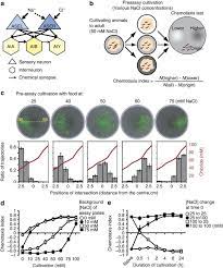 Maybe you would like to learn more about one of these? Concentration Memory Dependent Synaptic Plasticity Of A Taste Circuit Regulates Salt Concentration Chemotaxis In Caenorhabditis Elegans Nature Communications