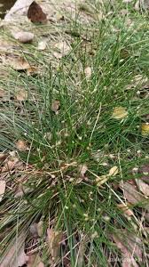 Image result for Eleocharis geniculata